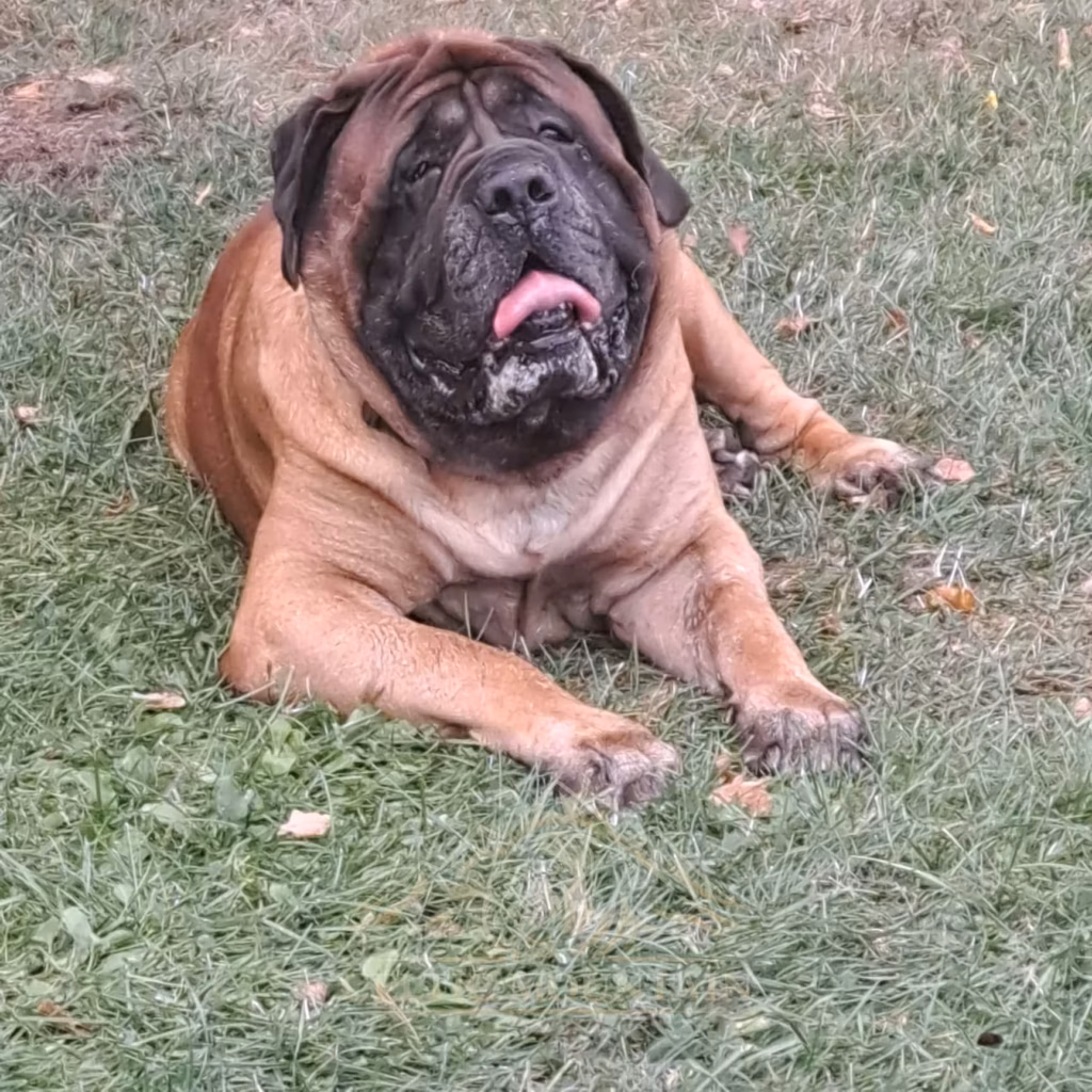Porträt eines apricotfarbenen English Mastiffs auf der Wiese