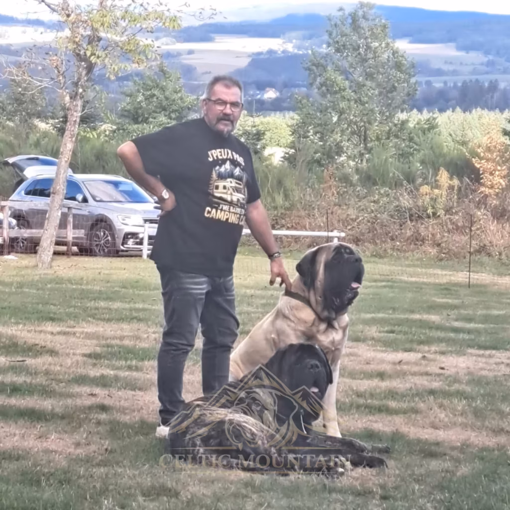 Ein Besucher steht mit zwei English Mastiffs beim Mastifftreffen 2026 zusammen