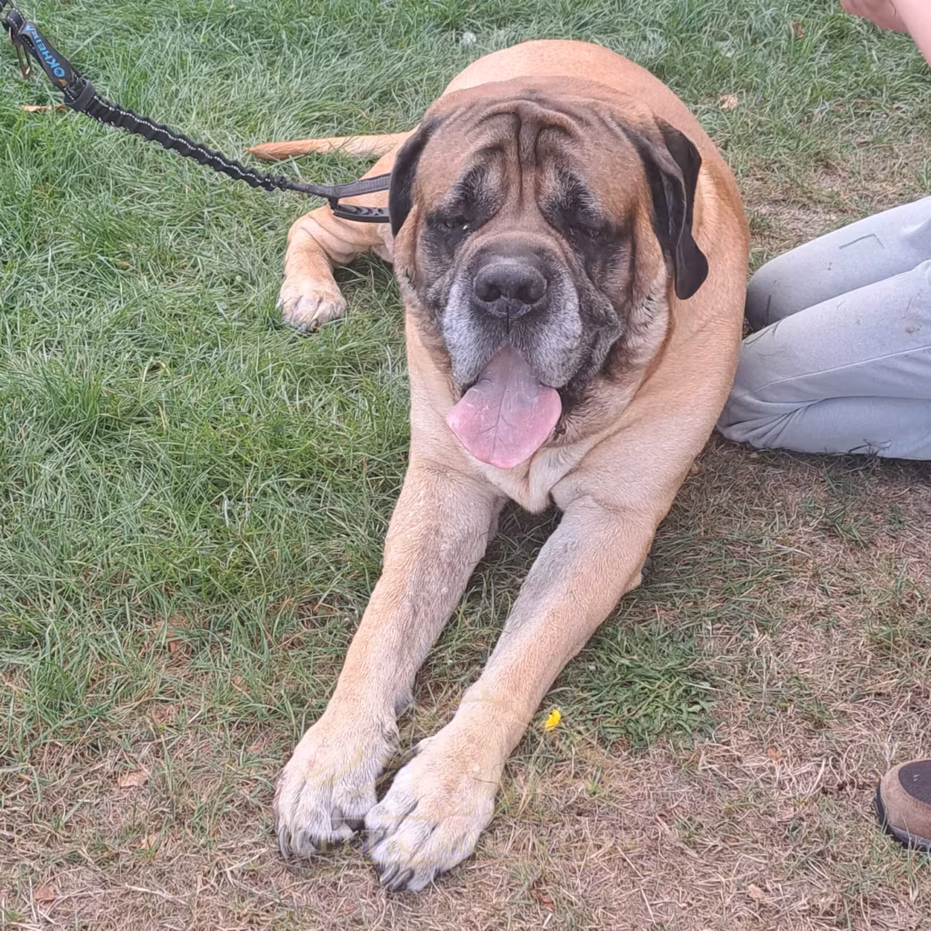 Fawnfarbener English Mastiff liegt mit ausgestreckten Vorderpfoten