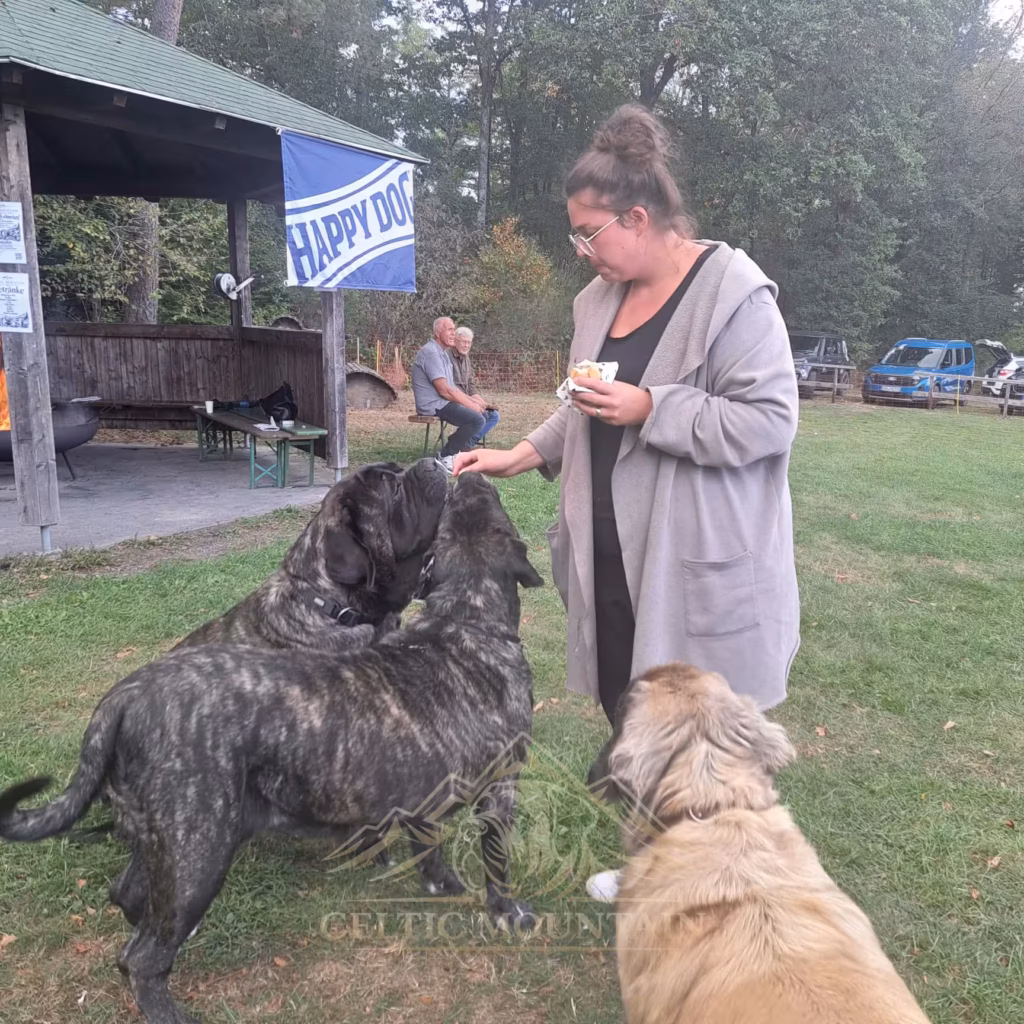 English Mastiffs und ein weiterer Hund versammeln sich für Leckerlis