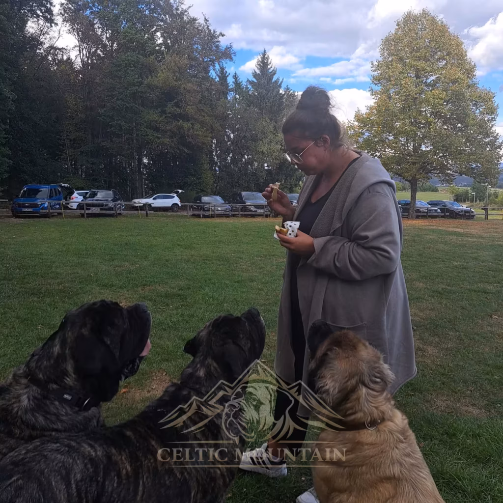 Mehrere Hunde warten erwartungsvoll auf einen kleinen Happen