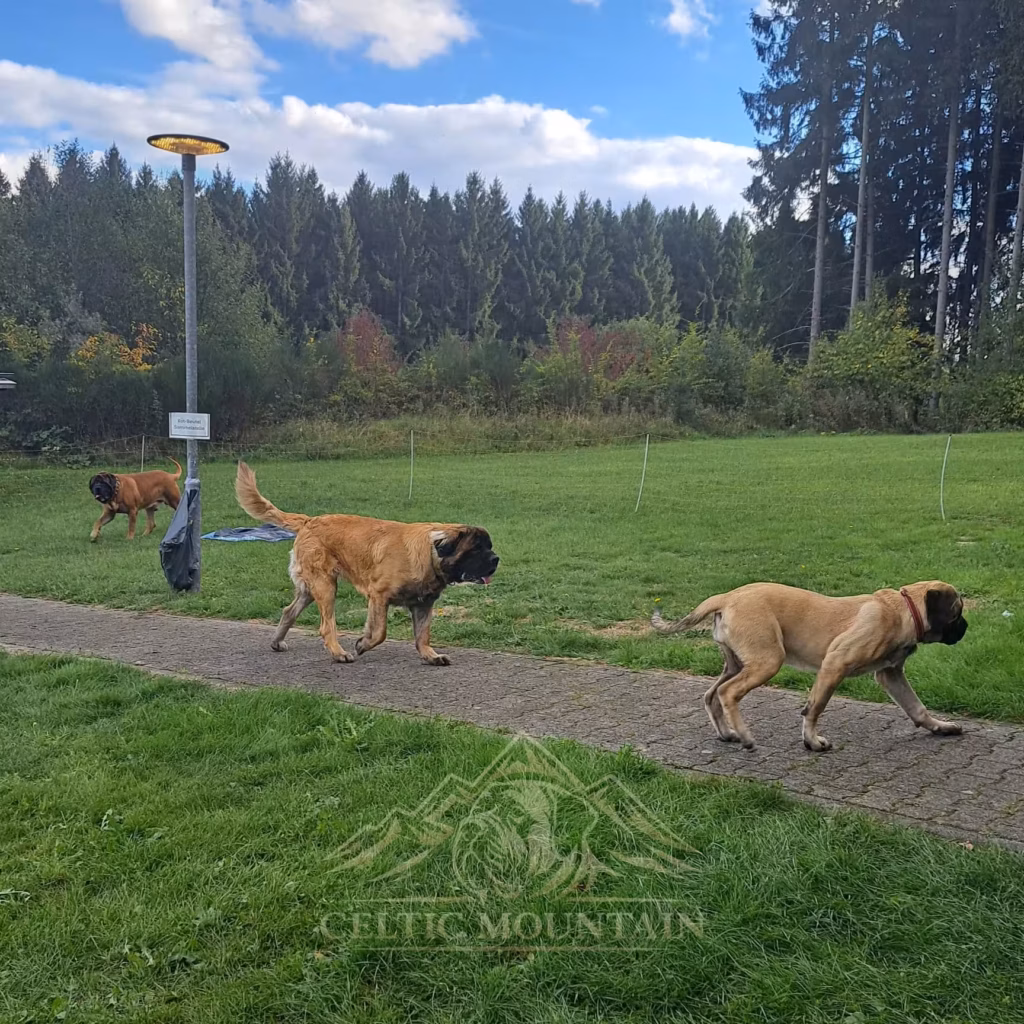 Mehrere Hunde sind zusammen auf einem Weg beim Mastifftreffen 2026 unterwegs
