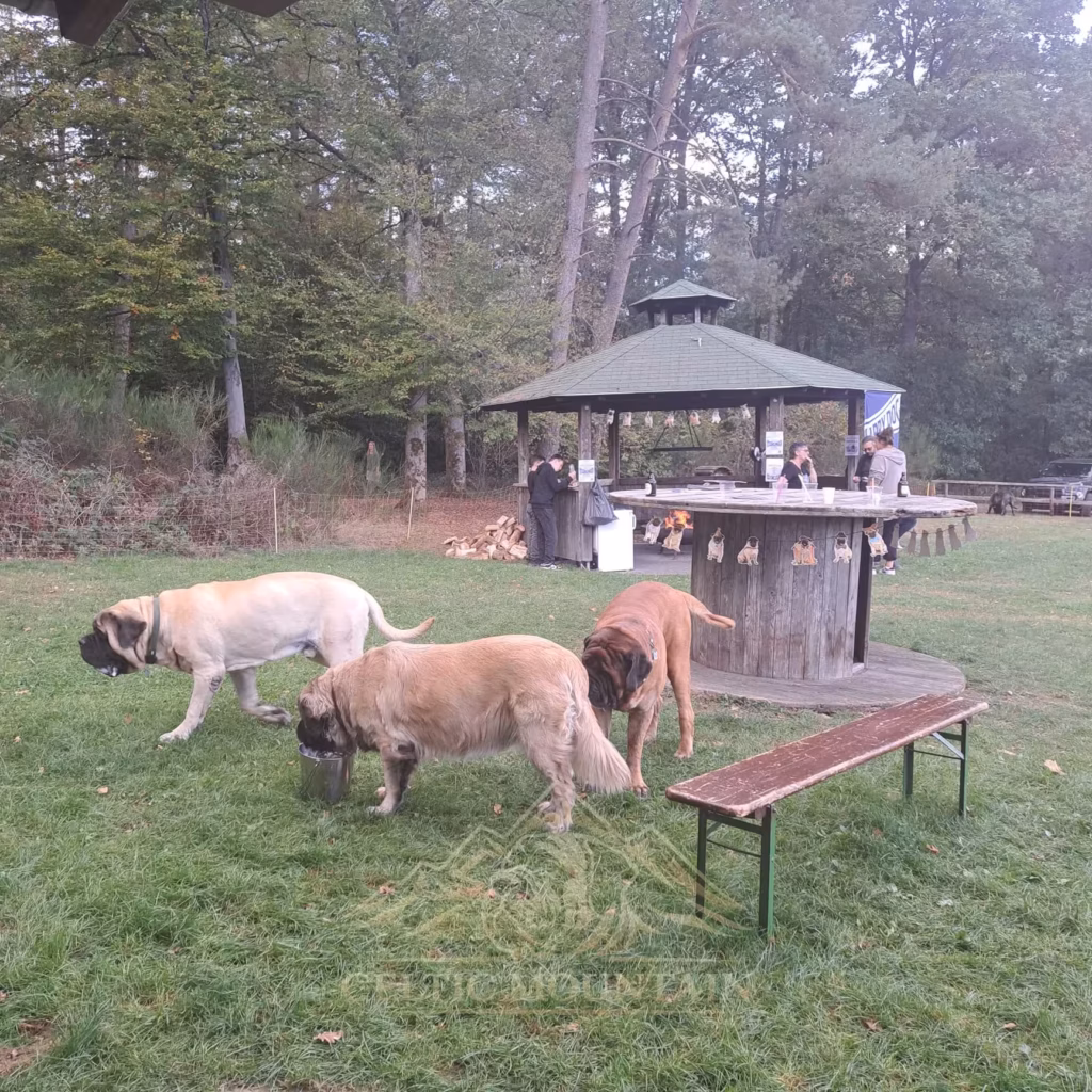 Mehrere English Mastiffs stehen vor dem Grillpavillon in Rascheid
