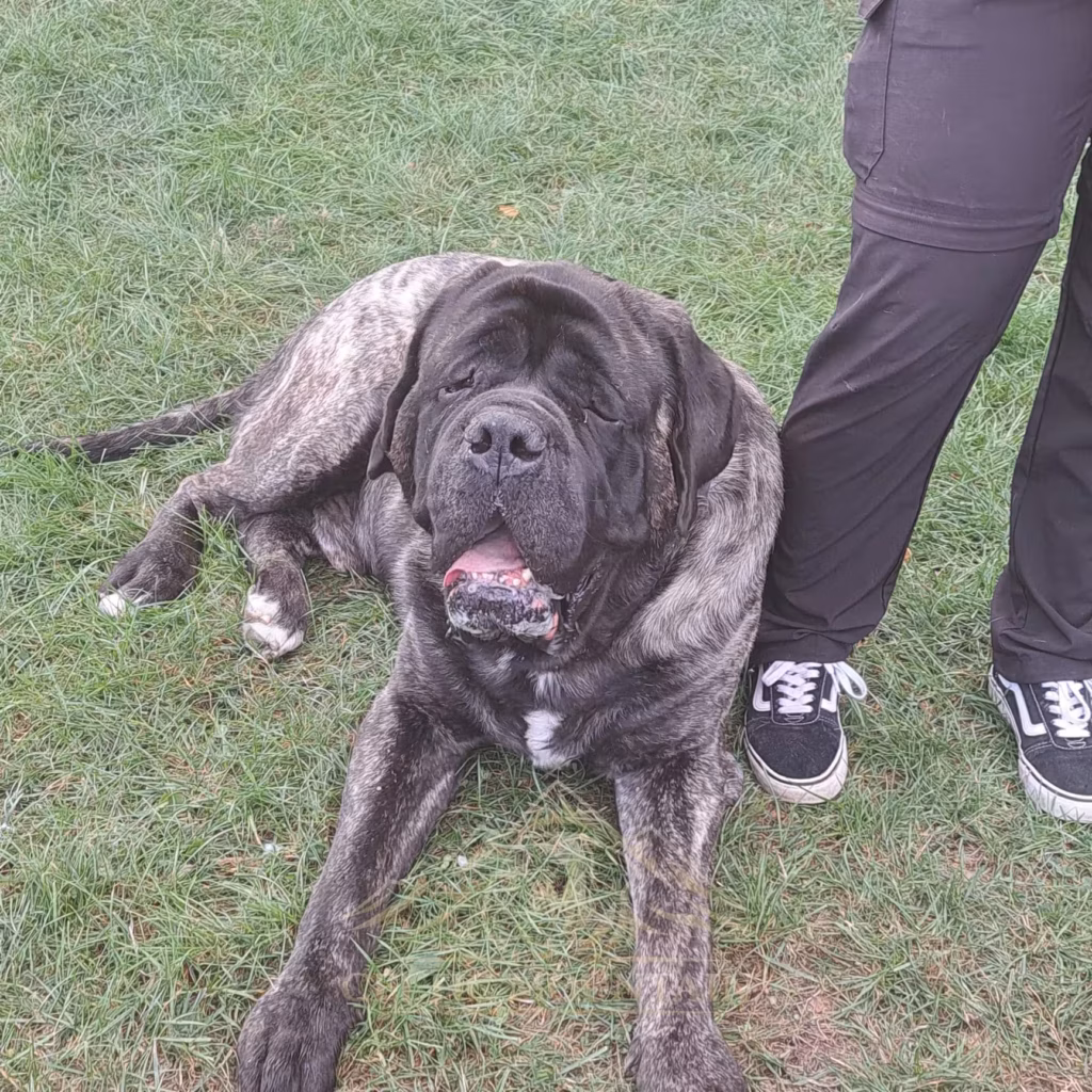 Porträt eines gestromten English Mastiffs neben einer Besucherin