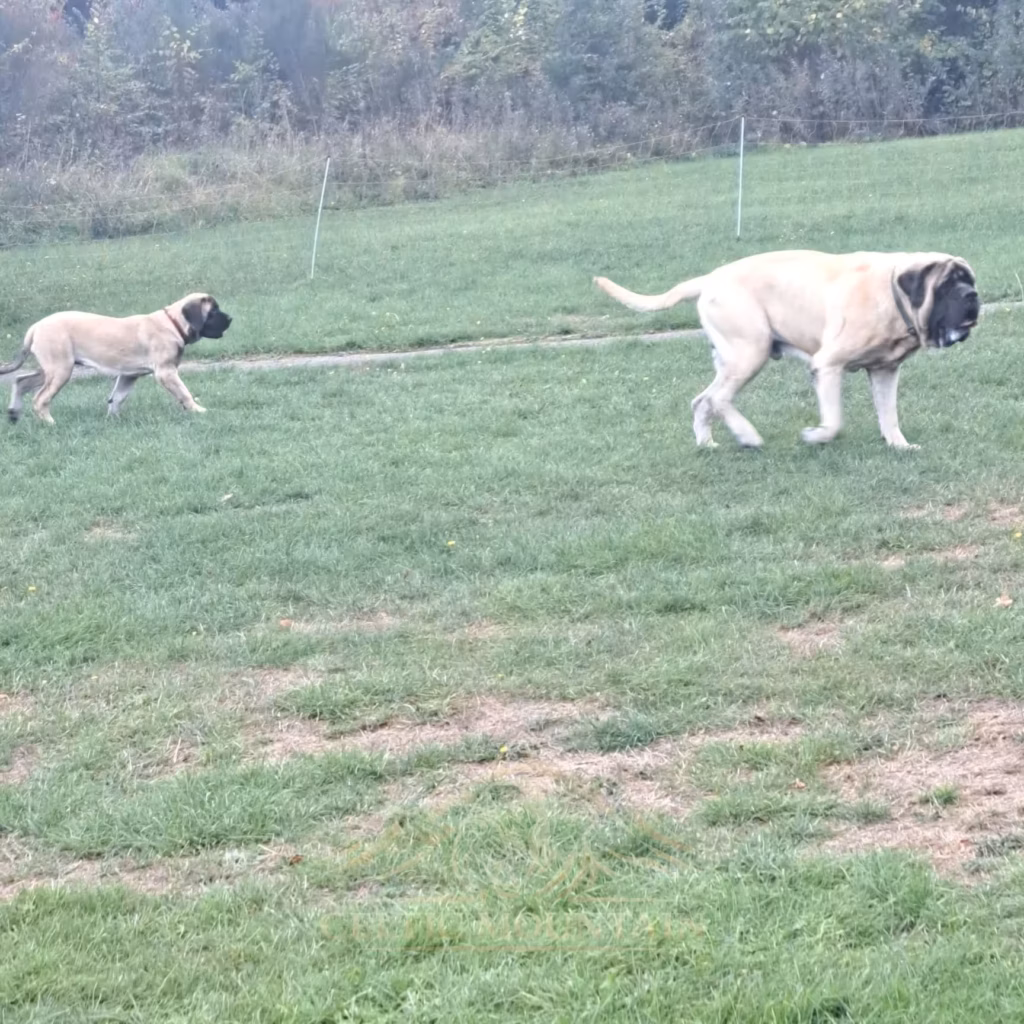 Zwei English Mastiffs bewegen sich gemeinsam über die Wiese
