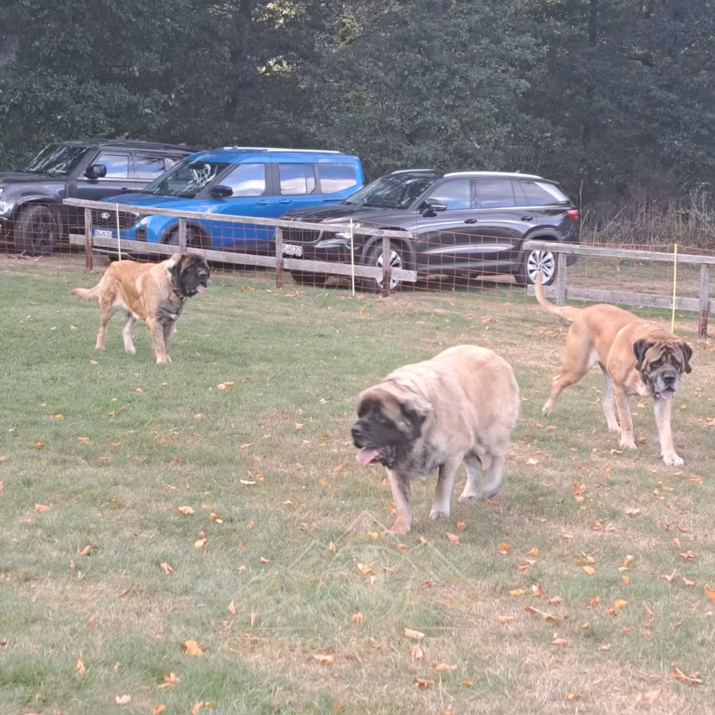 Drei English Mastiffs stehen zusammen auf dem Gelände des Mastifftreffens