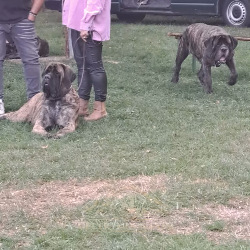 Gestromte English Mastiffs halten sich bei den Besuchern des Treffens auf