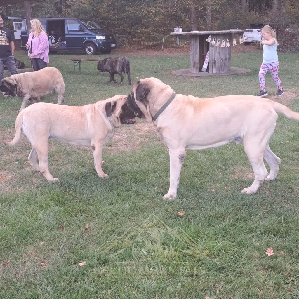 Zwei fawnfarbene English Mastiffs begegnen sich Nase an Nase