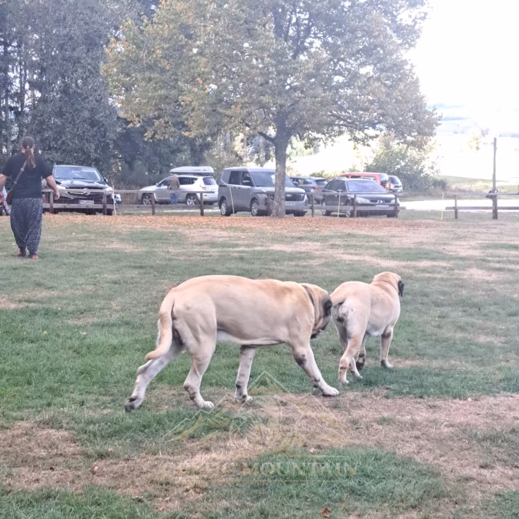 English Mastiffs begegnen sich unter Bäumen auf dem Treffengelände