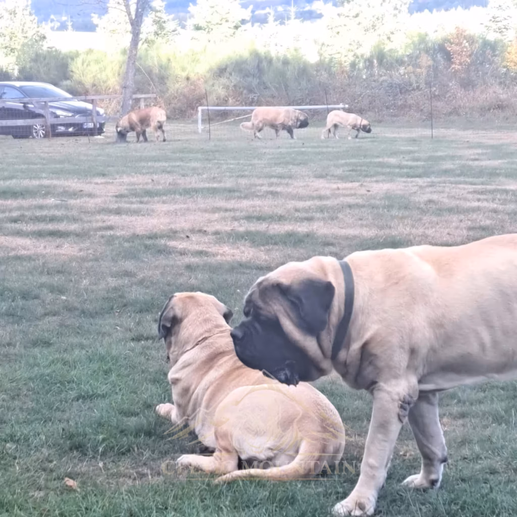 Zwei English Mastiffs liegen entspannt während einer Pause
