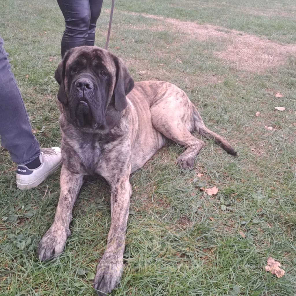 Porträt eines liegenden gestromten English Mastiffs