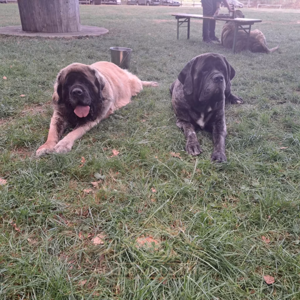 Zwei Hunde liegen während des Mastifftreffens friedlich nebeneinander
