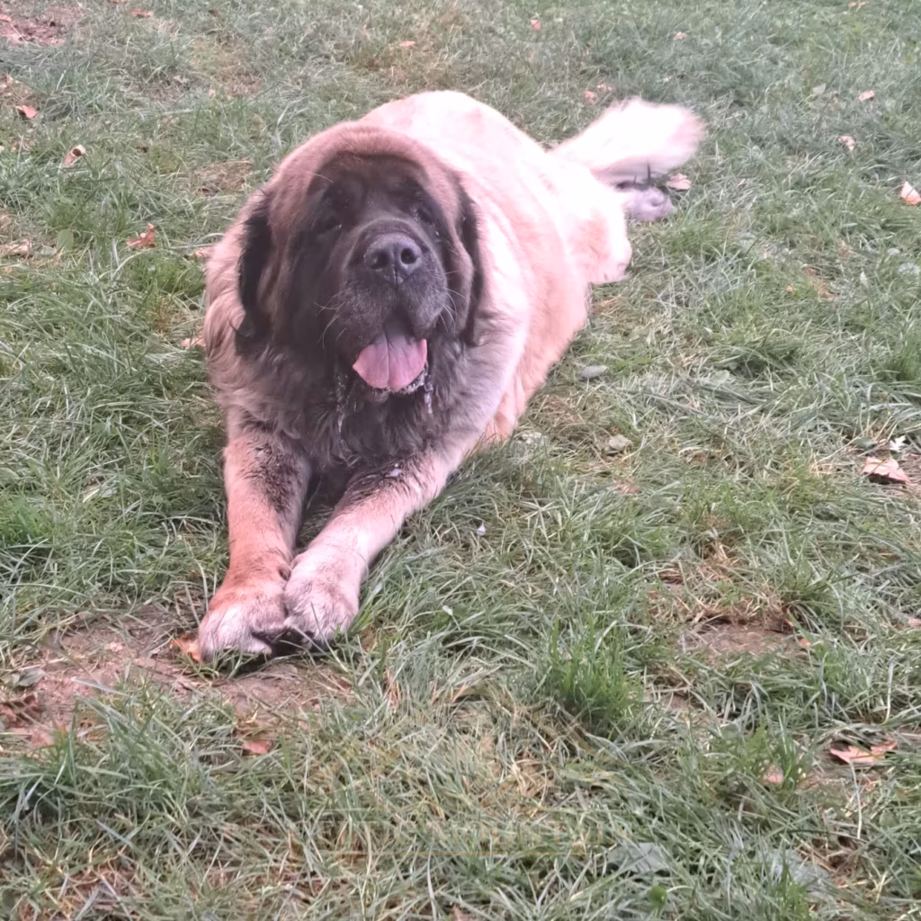 Langhaariger Hund liegt entspannt mit gekreuzten Vorderpfoten