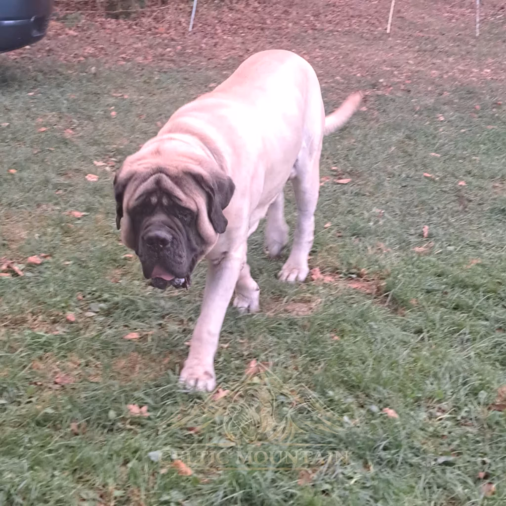 Fawnfarbener English Mastiff läuft auf die Kamera zu