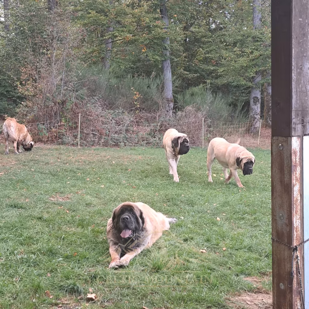 Blick aus der Grillhütte auf Hunde, die sich draußen auf der Wiese aufhalten