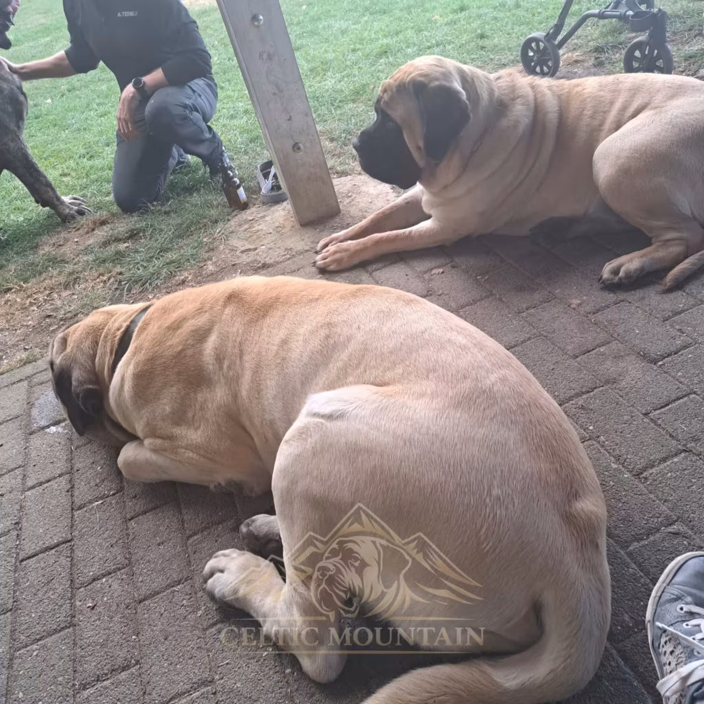 English Mastiffs liegen im Schatten der Grillhütte und entspannen