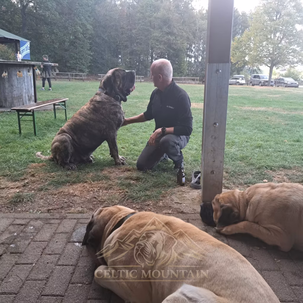 Ein Mensch begrüßt einen English Mastiff beim Mastifftreffen 2026