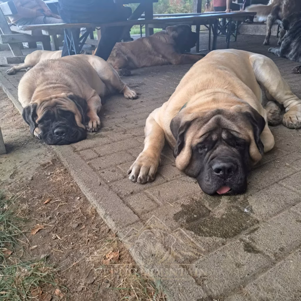 Müde English Mastiffs liegen entspannt vor der Kamera
