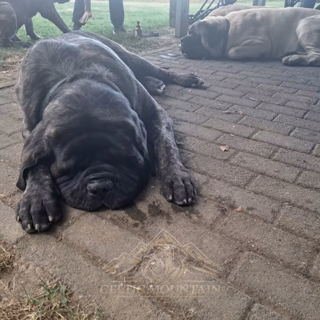 Gestromter English Mastiff döst entspannt auf gepflastertem Boden