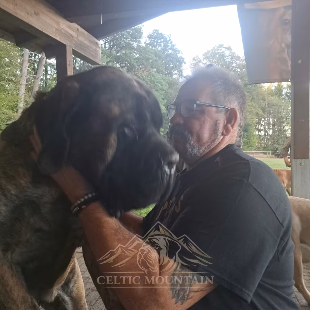 Ein Besucher kuschelt beim Mastifftreffen mit einem großen English Mastiff
