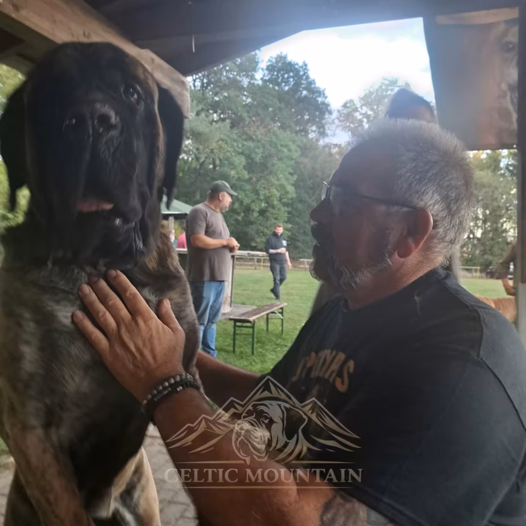 Ein English Mastiff bekommt beim Treffen liebevolle Streicheleinheiten