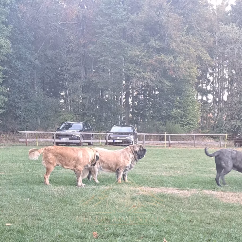 Mehrere Hunde erkunden gemeinsam die Wiese beim Mastifftreffen 2026