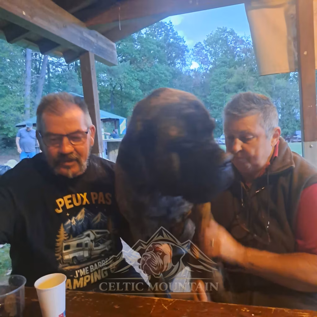 Ein English Mastiff steht zwischen zwei Besuchern an einem Tisch