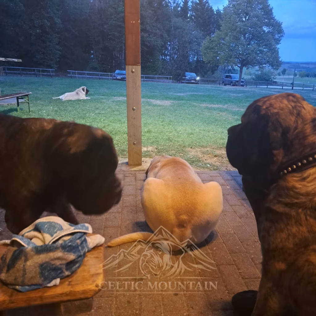 English Mastiffs an der Grillhütte in Rascheid bei einsetzender Dämmerung