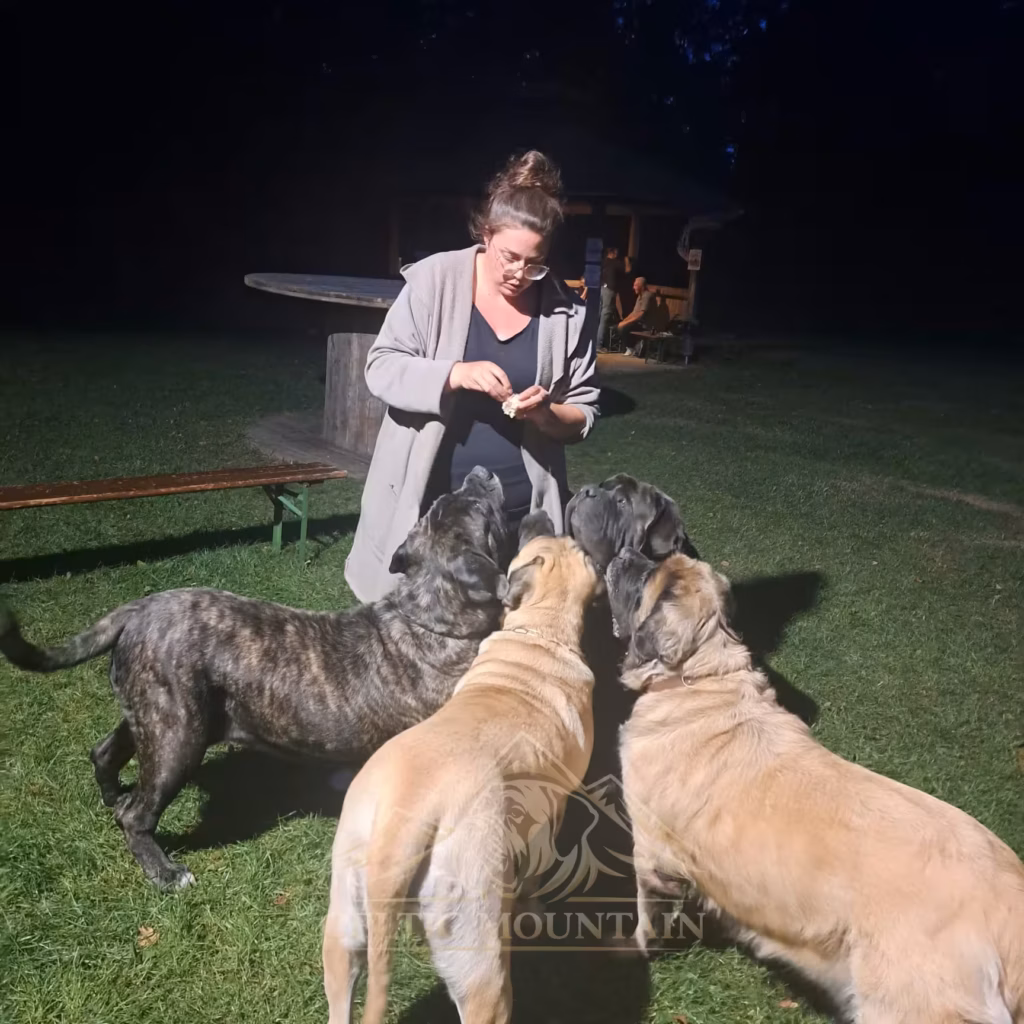 Hunde erhalten am Abend beim Mastifftreffen eine kleine Belohnung