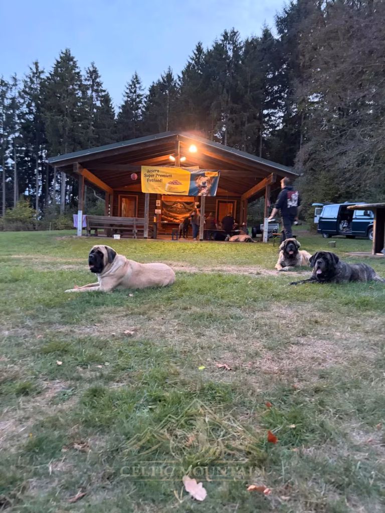 Die Grillhütte ist in der Dämmerung beleuchtet; davor liegen mehrere Mastiffs im Gras.