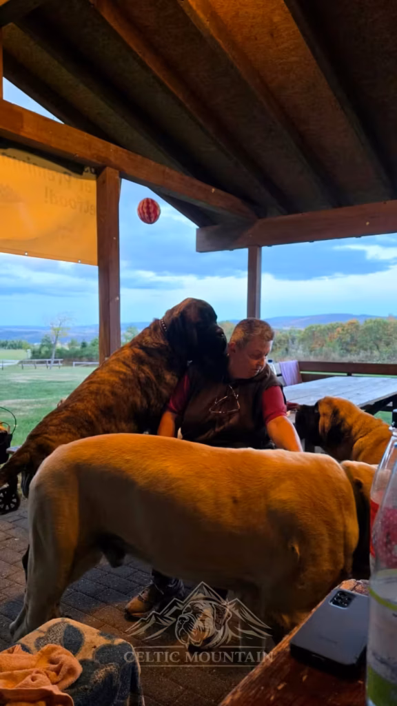 Ein heller Mastiff steht vor einem Tisch in der Grillhütte; ein gestromter Hund hält den Kopf nahe an einen Gast.