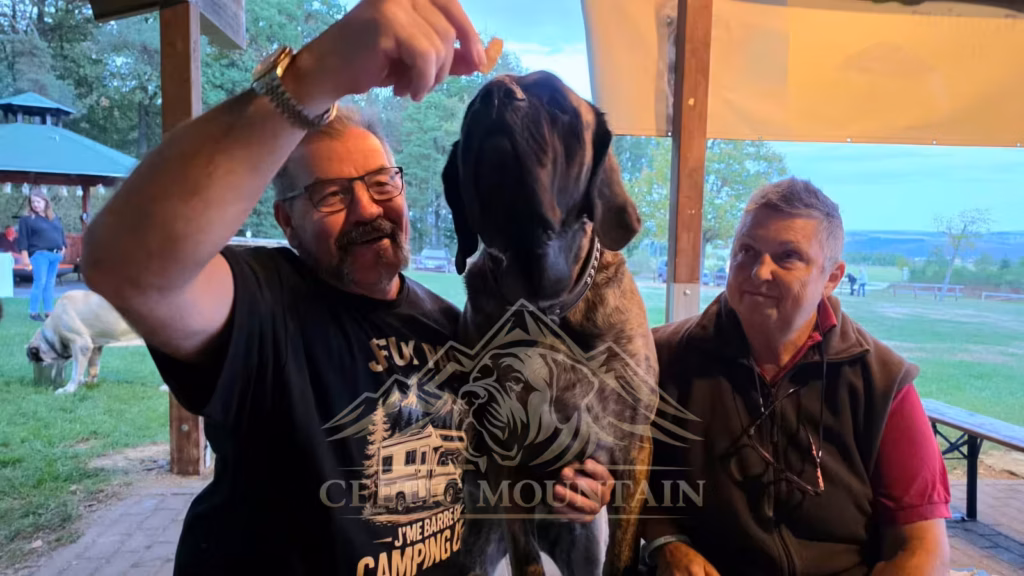 Ein gestromter Mastiff sitzt zwischen zwei Gästen und schaut zu einem hochgehaltenen Stück Essen.