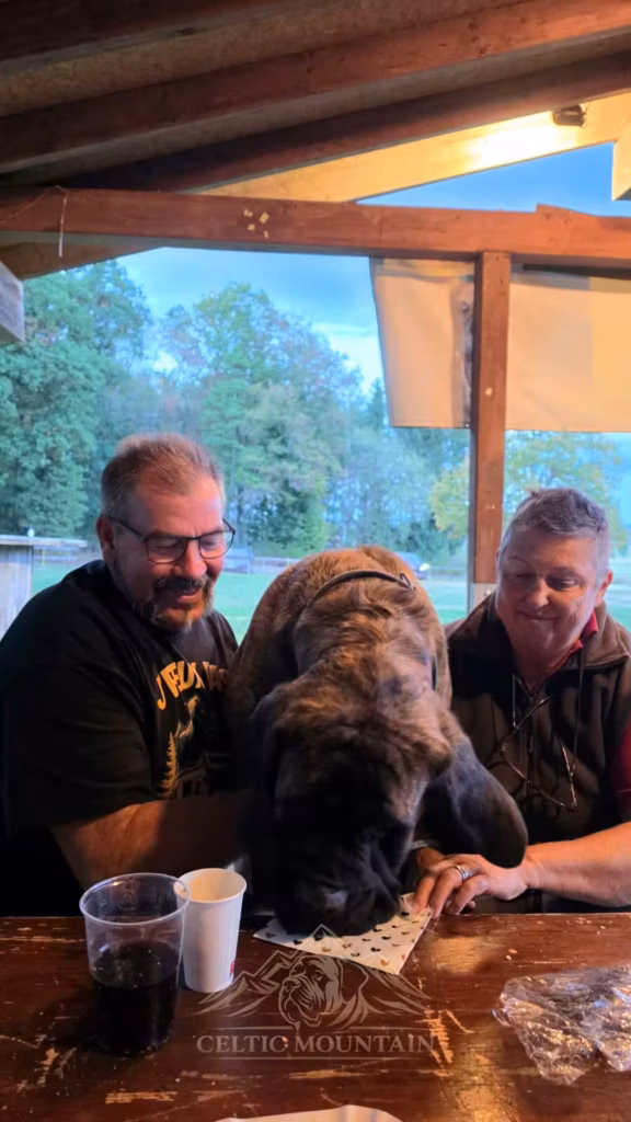 Ein gestromter Mastiff steht zwischen zwei sitzenden Gästen und senkt den Kopf zum Tisch.