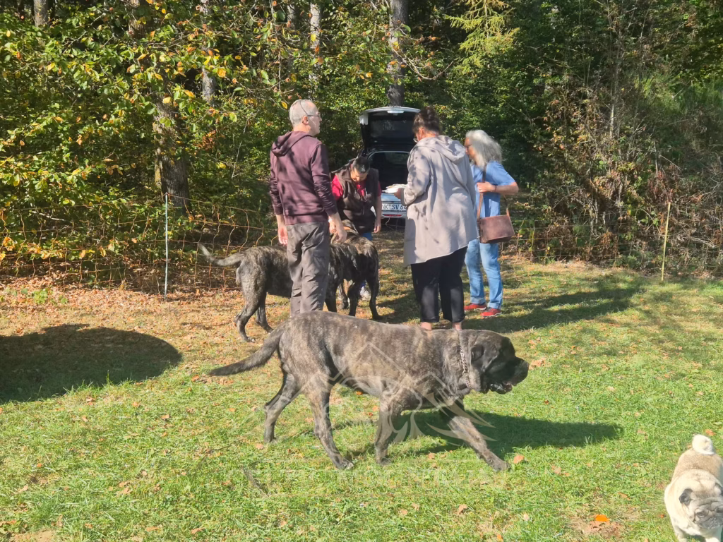 Gäste stehen mit mehreren Mastiffs auf der Wiese neben einem geöffneten Auto.