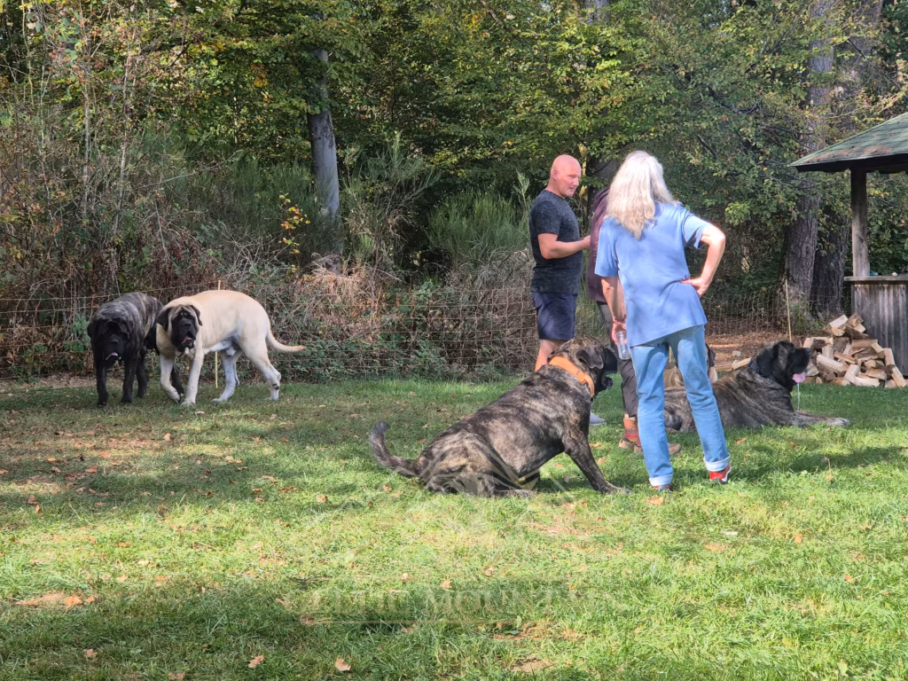 Ein gestromter Mastiff sitzt vor einer Gruppe von Gästen; zwei weitere Hunde stehen am Waldrand.