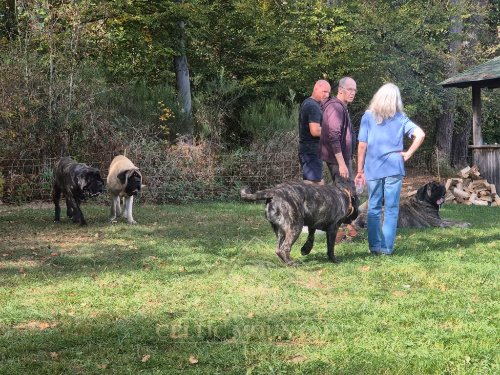 Ein gestromter Mastiff läuft an drei Gästen vorbei; weitere Hunde stehen auf der Wiese.