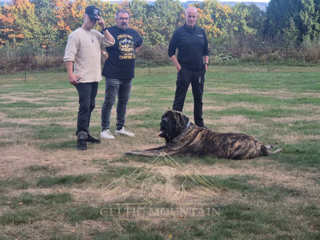 Ein gestromter Mastiff liegt vor drei Gästen im Gras; dahinter erstreckt sich eine hügelige Landschaft.