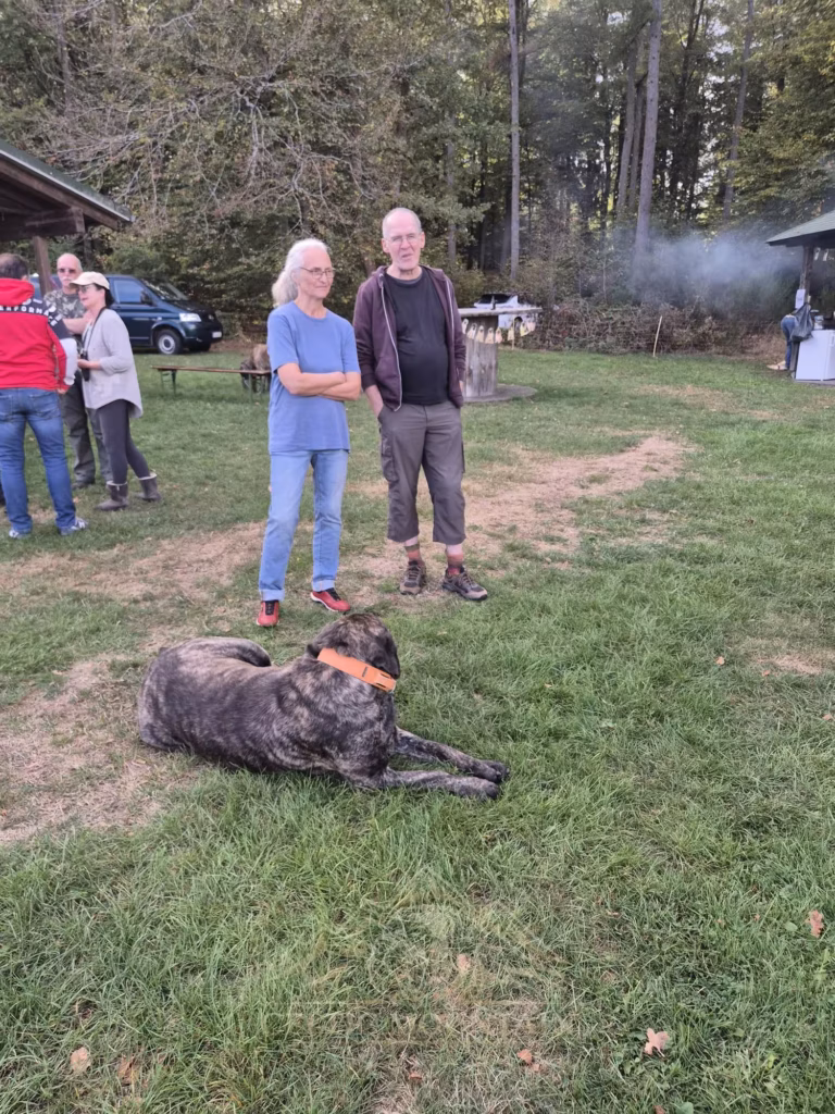 Ein gestromter Mastiff liegt mit erhobenem Kopf vor zwei Gästen auf der Wiese.