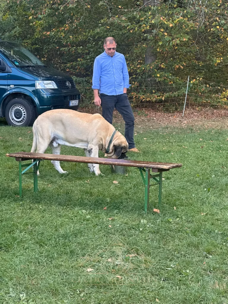 Ein Gast in einem blauen Pullover steht hinter einem hellen Mastiff und einer Holzbank.