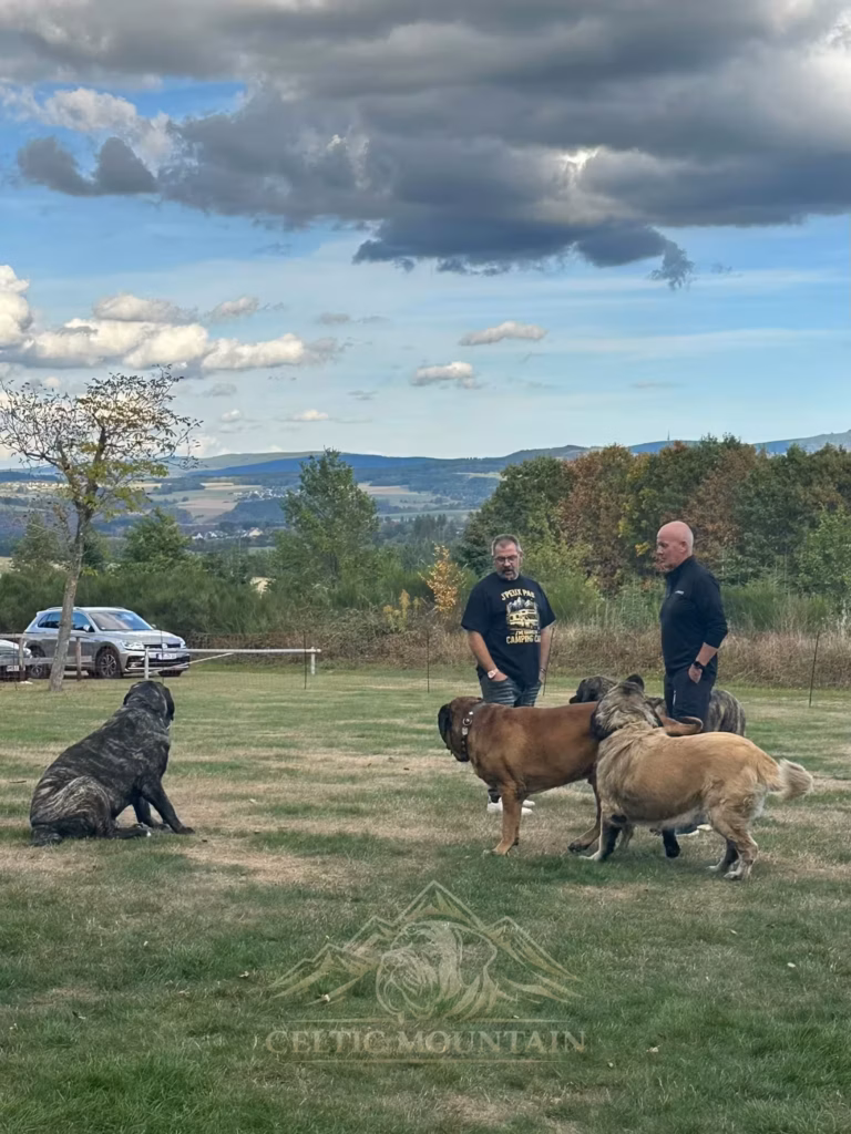 Zwei Gäste stehen mit mehreren Mastiffs auf der Wiese vor bewaldeten Hügeln und einem Wolkenhimmel.