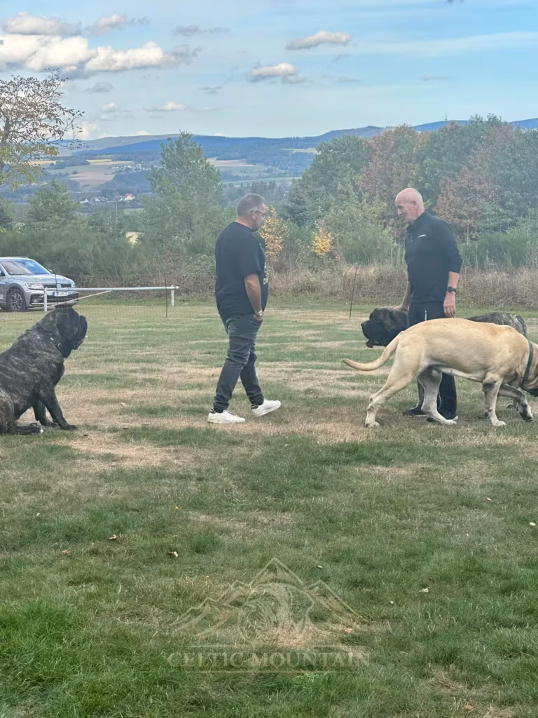 Zwei Gäste sprechen auf der Wiese miteinander; mehrere Mastiffs stehen oder sitzen neben ihnen.