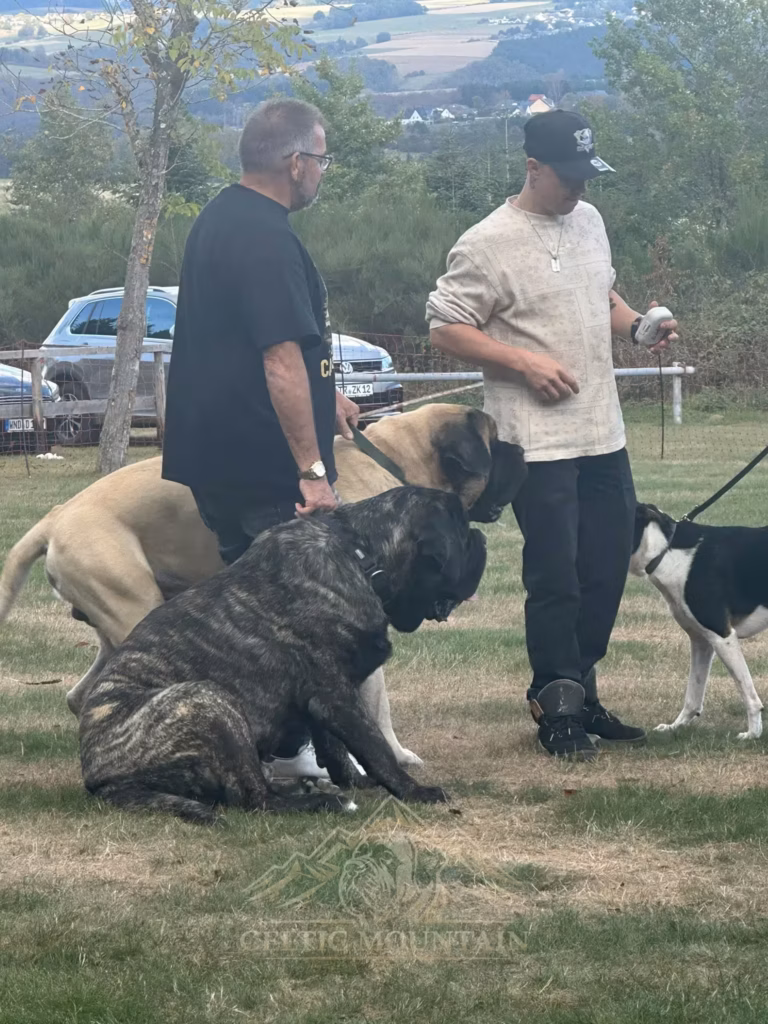 Ein gestromter Mastiff sitzt vor zwei Gästen; daneben stehen weitere Hunde auf der Wiese.