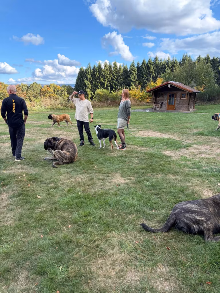 Gäste stehen mit mehreren großen und kleinen Hunden auf der Wiese unter blauem Wolkenhimmel.