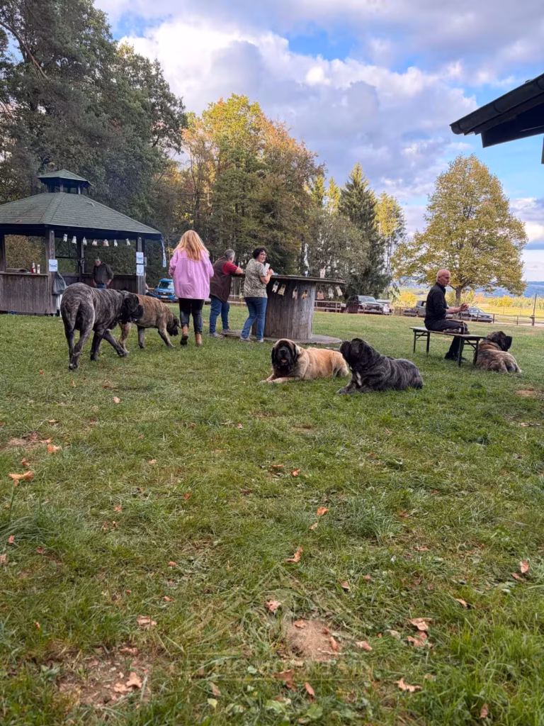 Mehrere Mastiffs liegen auf der Wiese; dahinter stehen Gäste am runden Holztisch vor dem Pavillon.