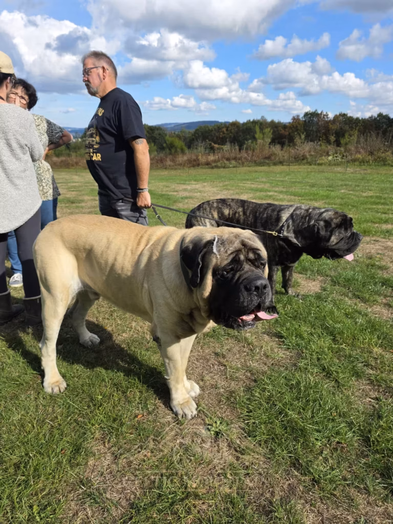 Ein heller Mastiff steht nah vor der Kamera; hinter ihm sind ein gestromter Mastiff und zwei Gäste zu sehen.
