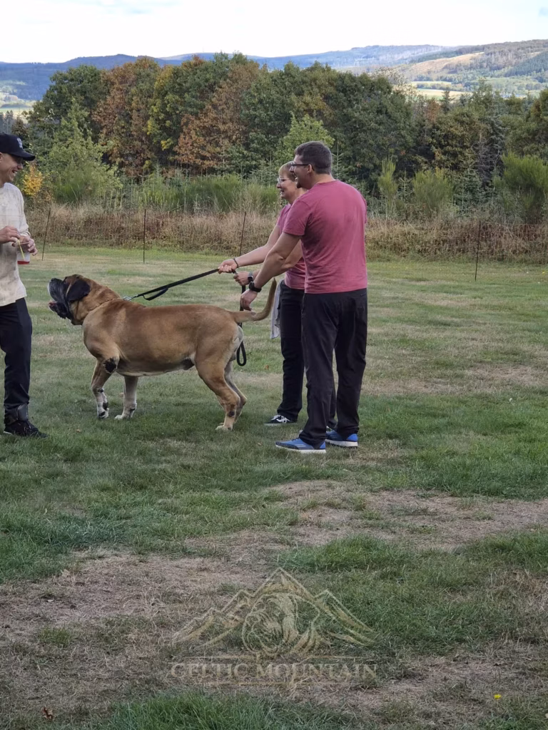 Ein Gast hält einen hellen Mastiff an der Leine auf der Wiese vor herbstlicher Landschaft.