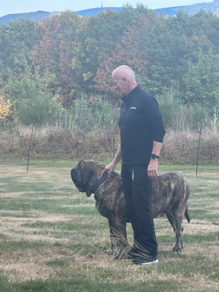 Ein Gast in schwarzer Kleidung steht neben einem gestromten Mastiff auf der Wiese.