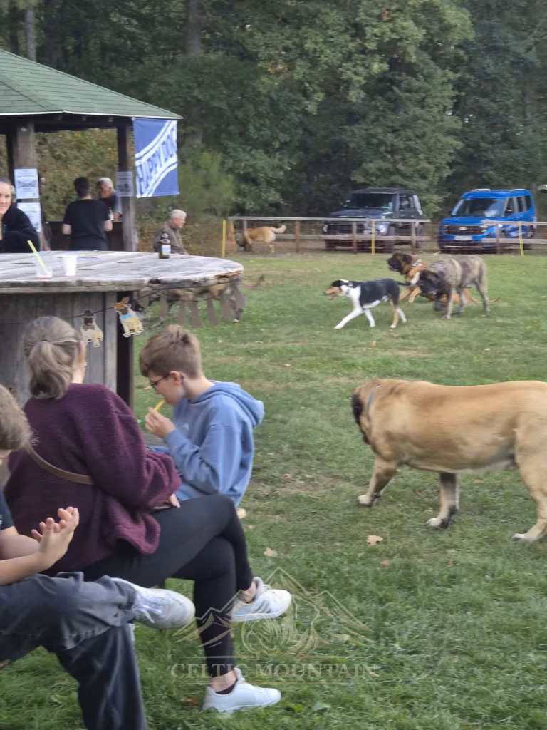 Gäste sitzen auf einer Bank, während ein heller Mastiff vorbeiläuft; weitere Hunde stehen beim Pavillon.