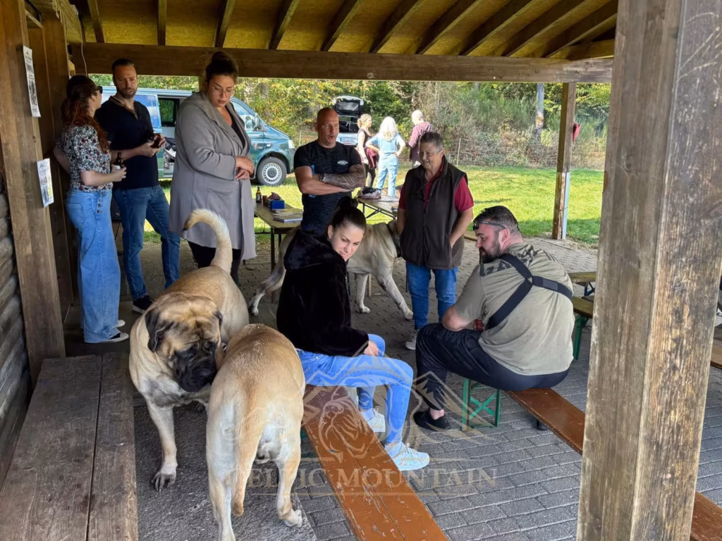 Zwei helle Mastiffs stehen zwischen besetzten Holzbänken; dahinter unterhalten sich weitere Gäste.
