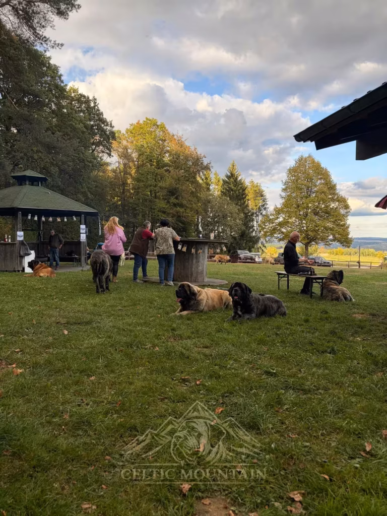 Mehrere Mastiffs liegen nebeneinander im Gras; Gäste stehen am Holztisch und an der Grillhütte.